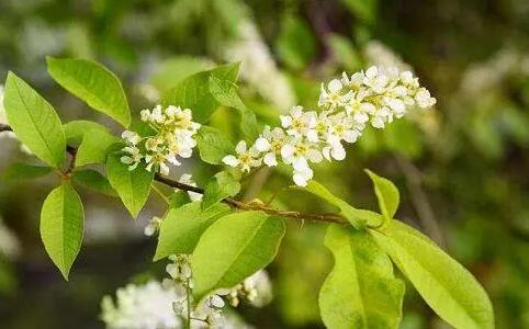  樸樹開什么顏色的花，樸樹開花結果圖片？ 